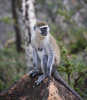 Grivet Monkey, Ethiopia (11402753086)