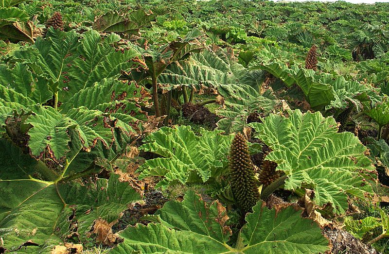Gunnera Tinctoria flowering Stevage