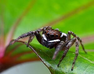 Hasarius adansoni (House Jumping Spider).jpg