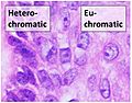 Heterochromatic versus euchromatic nuclei