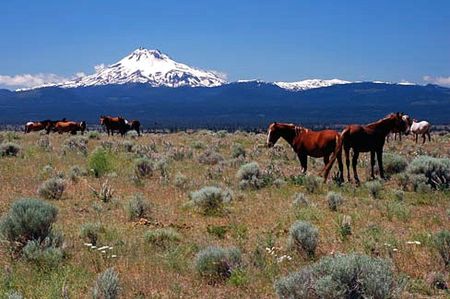 Horses and Mt. Jefferson (Wasco County, Oregon scenic images) (wascDA0109)