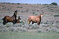 Horsescd1l-095