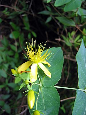 Hypericum grandifolium20080608.jpg