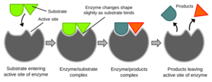 Induced fit diagram