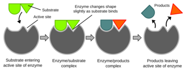Induced fit diagram