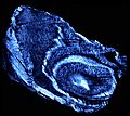 Invertebral disc polarised light microscopy image by Claudio Vergari (27177975104)