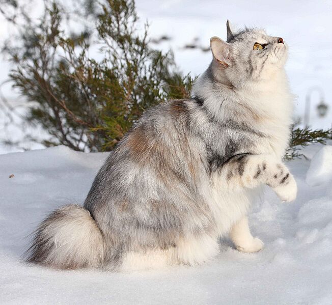 KURILIAN BOBTAIL Femmina Jasmin (cropped)