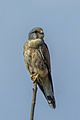 Kestrel (Falco tinnunculus) male Farmoor