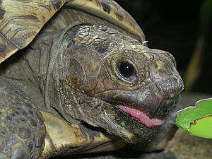 Leotortoise2
