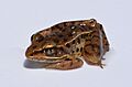 Lithobates sphenocephalus adult 1