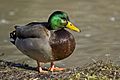 Male mallard duck 2