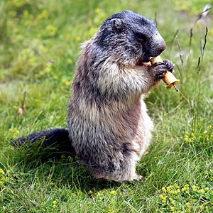 Marmota marmota 05