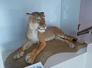 Maude the Tigon at Manchester Museum (01)