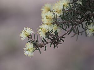 Melaleuca brophyi (leaves, flowers, fruits)
