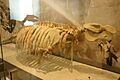 Metaxytherium floridanum