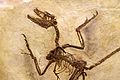 Microraptor gui cast