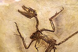 Microraptor gui cast.jpg