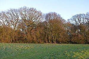 Moor Hall Meadows 1