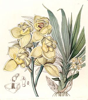 Mormodes luxata (as Mormodes luxatum) - Edwards vol 29 (NS 6) pl 33 (1843).jpg
