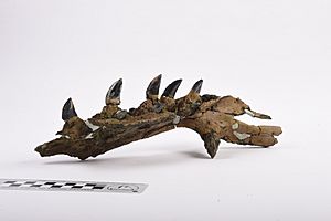 Mosasaur Jaw Fossil