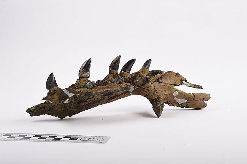 Mosasaur Jaw Fossil