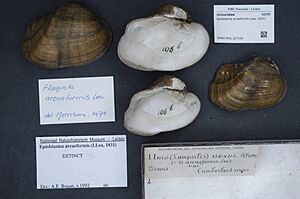 Naturalis Biodiversity Center - RMNH.MOL.327100 - Epioblasma arcaeformis (Lea, 1831) - Unionidae - Mollusc shell