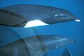 Northern right whale dolphin