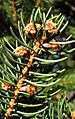 Norway Spruce Flowers
