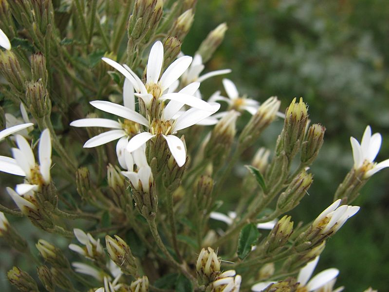 Olearia erubescens