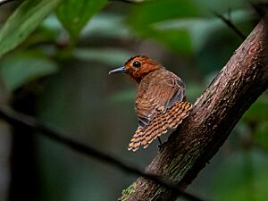 Oneillornis salvini - White-throated Antbird (female); Careiro, Amazonas, Brazil.jpg