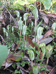 Orchids on Rangitoto