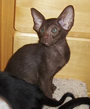 Oriental Shorthair cat Brandi