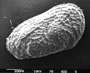 Ostracoda hg