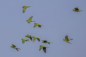 Pacific parakeets (Psittacara strenuus) in flight Los Tarrales