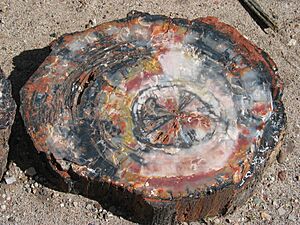 Petrified wood closeup 2