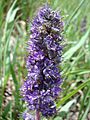 Phacelia formosula (29809152858)