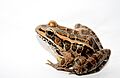 Pickerel Frog