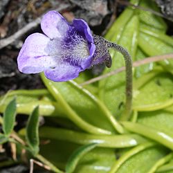 Pinguicula vulgaris var. macroceras (flower).JPG