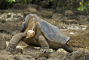 Pinta Island Tortoise Lonesome George 2008