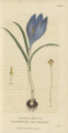 Plate 4 Crocus Vernus - Conversations on Botany-1st editionf