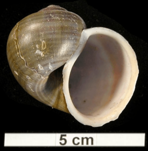 Pomacea lineata shell.png