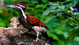Red-backed flameback (Dinopium psarodes) red-orange hybrid form