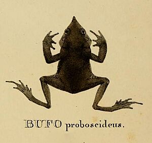 Rhinella proboscidea - holotype