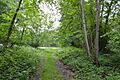 Riddles Wood 8