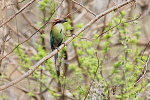 Russet-crowned Motmot (Momotus mexicanus) (5783242877)