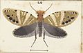 Sabatinca calliarcha Fig 28 MA I437900 TePapa Plate-XXXIX-The-butterflies full (cropped)
