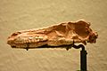 Saurornithoides mongoliensis