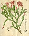 Schlumbergera russelliana (Epiphyllum russellianum) Bot. Mag. 66. 3717. 1839