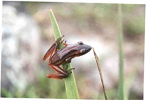 Scinax squalirostris01a