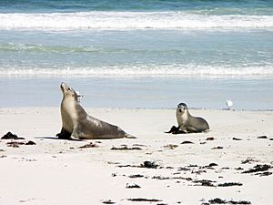 Sea lion and pup in Seal Bay - Kangaroo Island